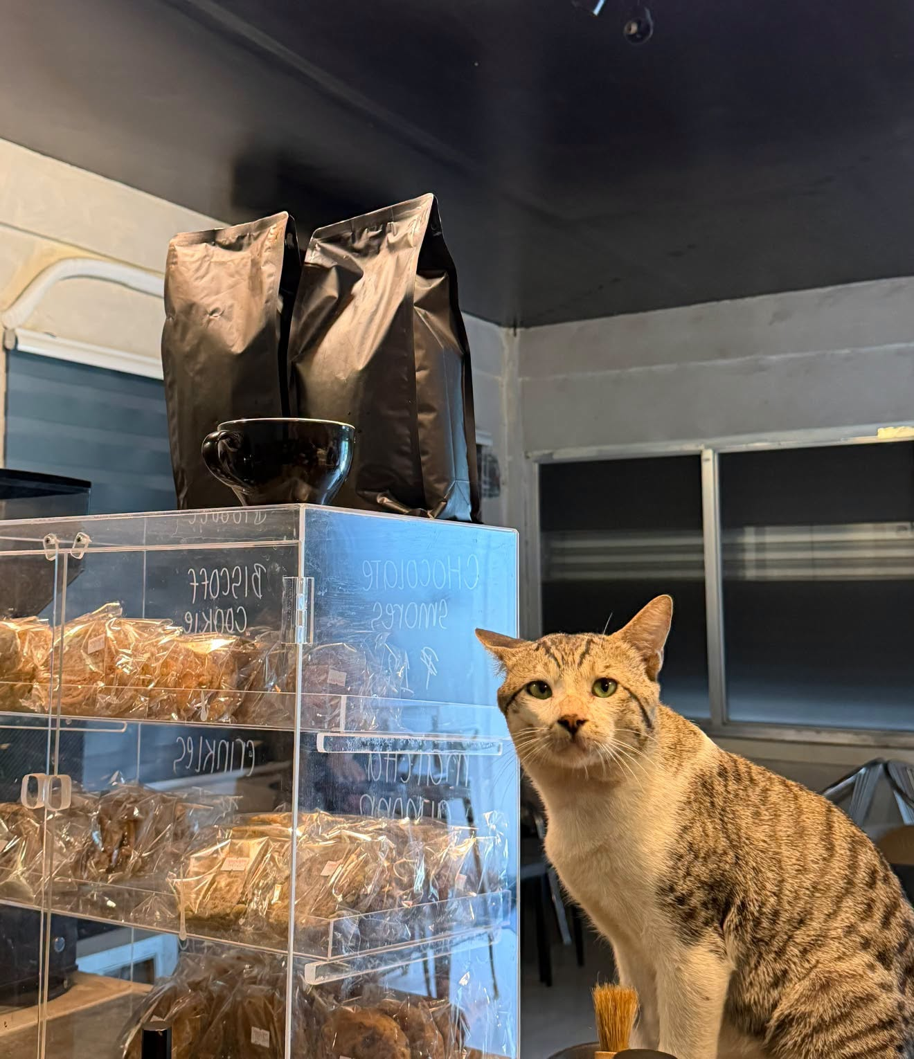 Bogart, the shop's tabby and white cat, looking straight at the camera beside the acrylic pastry case